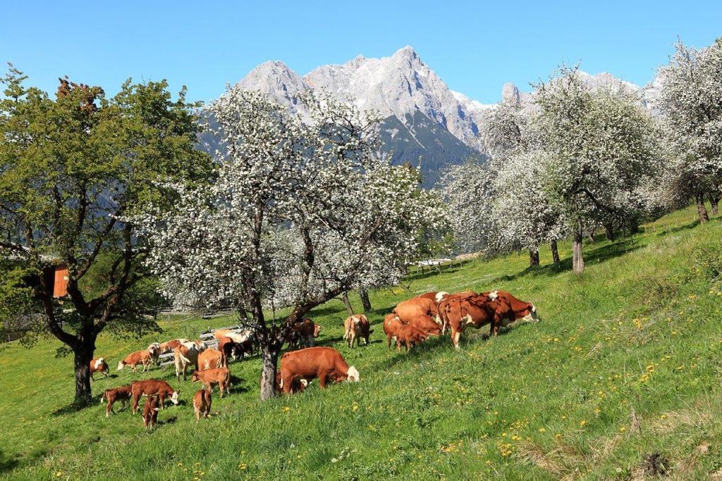 Oberdeutinghof Appartement Saalfelden Buitenkant foto